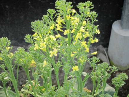 �摜(435x326)�E�g��摜(640x480)