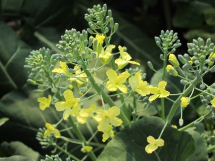 �摜(435x326)�E�g��摜(640x480)