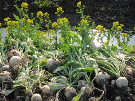 �摜(435x326)�E�g��摜(640x480)