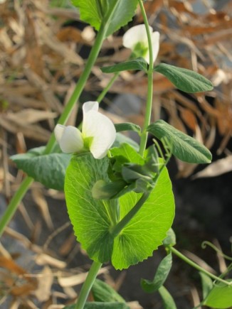 �摜(326x435)�E�g��摜(480x640)