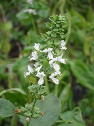 �摜(326x435)�E�g��摜(480x640)