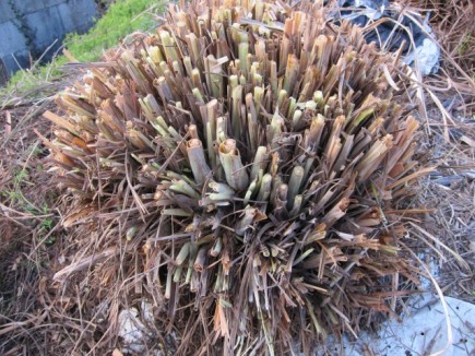 �摜(435x326)�E�g��摜(640x480)