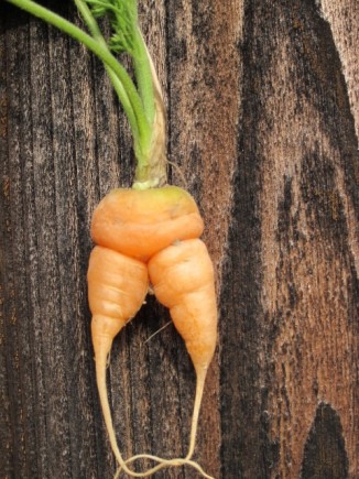 �摜(326x435)�E�g��摜(480x640)