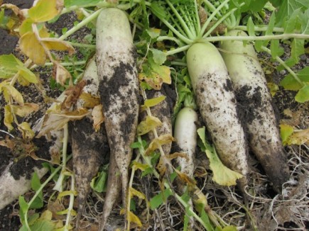 �摜(435x326)�E�g��摜(640x480)