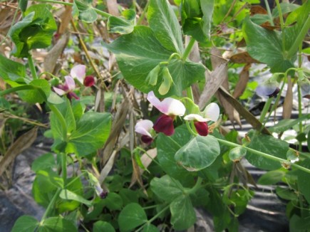 �摜(435x326)�E�g��摜(640x480)