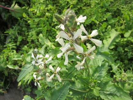 �摜(435x326)�E�g��摜(640x480)