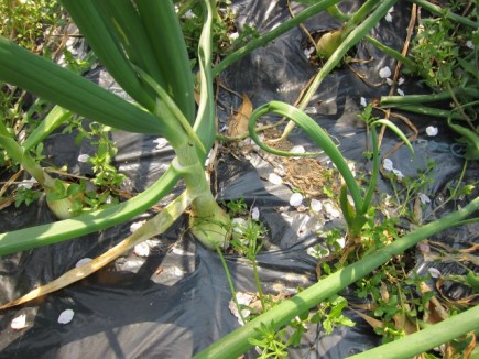 画像(435x326)・拡大画像(640x480)