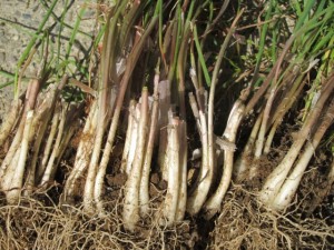 画像(300x225)・拡大画像(640x480)