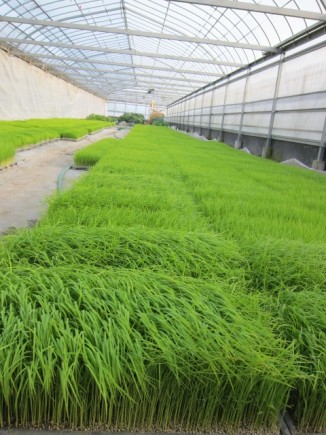 画像(326x435)・拡大画像(480x640)