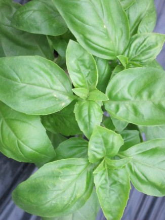 画像(326x435)・拡大画像(480x640)