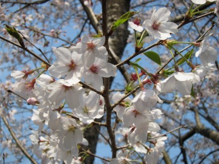 画像(435x326)・拡大画像(640x480)