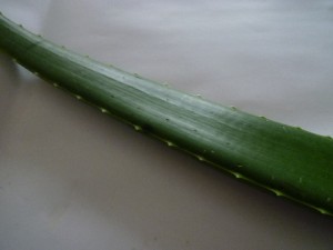 �摜(300x225)�E�g��摜(480x360)