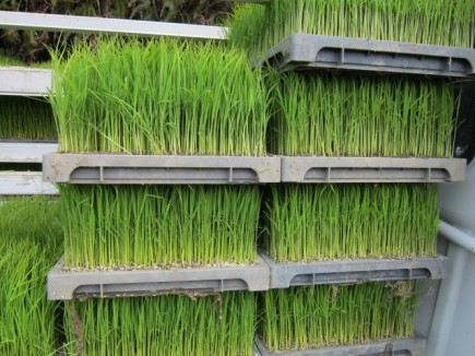 画像(435x326)・拡大画像(640x480)