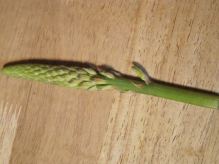 �摜(435x326)�E�g��摜(640x480)