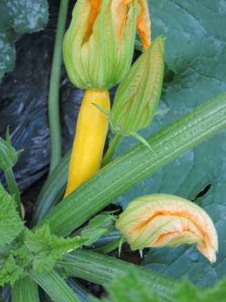 画像(326x435)・拡大画像(480x640)