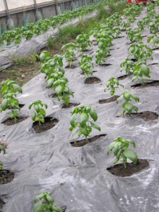 画像(326x435)・拡大画像(480x640)