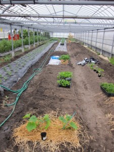 画像(225x300)・拡大画像(480x640)