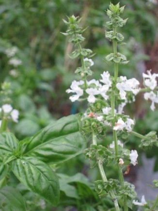 画像(326x435)・拡大画像(480x640)