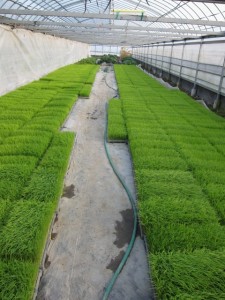 画像(225x300)・拡大画像(480x640)