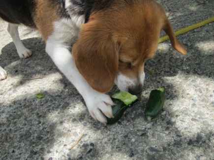 �摜(435x326)�E�g��摜(640x480)