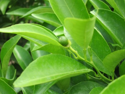 �摜(435x326)�E�g��摜(640x480)