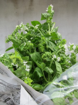 画像(326x435)・拡大画像(480x640)