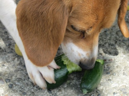 �摜(435x326)�E�g��摜(640x480)