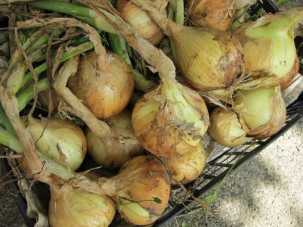 �摜(435x326)�E�g��摜(640x480)