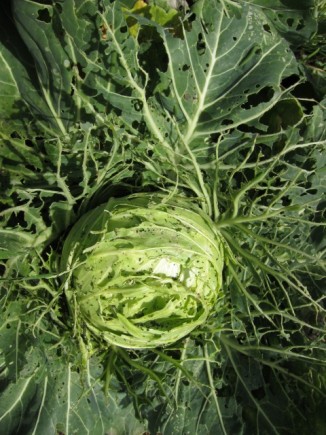 �摜(326x435)�E�g��摜(480x640)