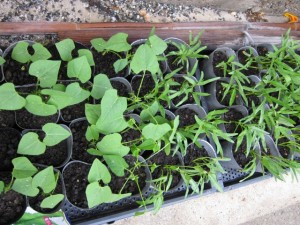 画像(300x225)・拡大画像(640x480)