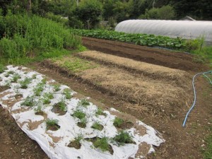 画像(300x225)・拡大画像(640x480)