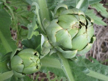 画像(435x326)・拡大画像(640x480)