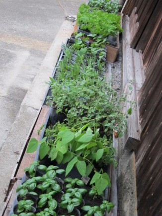 画像(326x435)・拡大画像(480x640)