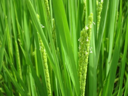 �摜(435x326)�E�g��摜(640x480)