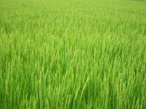 �摜(300x225)�E�g��摜(640x480)