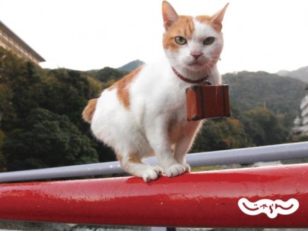 画像(435x326)・拡大画像(640x480)