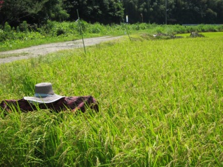 画像(435x326)・拡大画像(640x480)