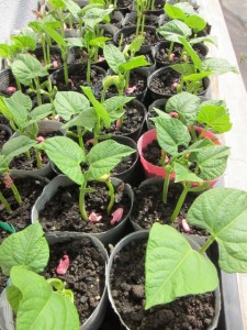 画像(225x300)・拡大画像(480x640)