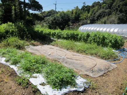 画像(435x326)・拡大画像(640x480)