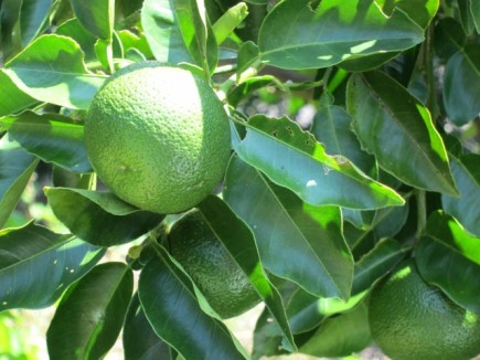 �摜(435x326)�E�g��摜(640x480)