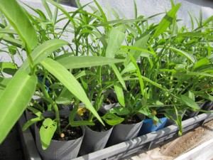 画像(300x225)・拡大画像(640x480)