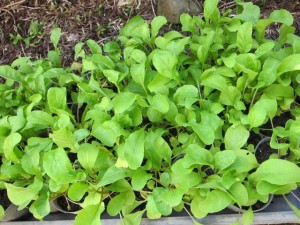 画像(300x225)・拡大画像(640x480)