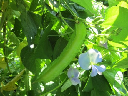 画像(435x326)・拡大画像(640x480)