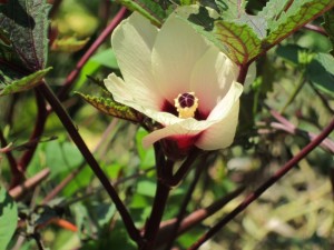 画像(300x225)・拡大画像(640x480)