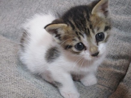 �摜(435x326)�E�g��摜(640x480)