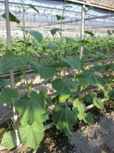 �摜(225x300)�E�g��摜(480x640)