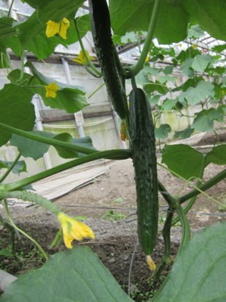 �摜(326x435)�E�g��摜(480x640)