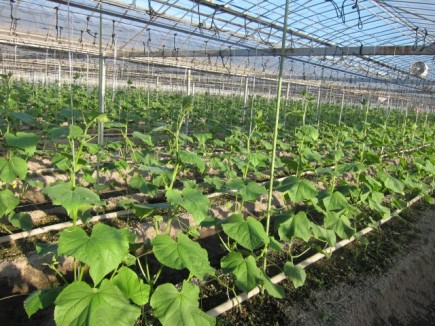 �摜(435x326)�E�g��摜(640x480)