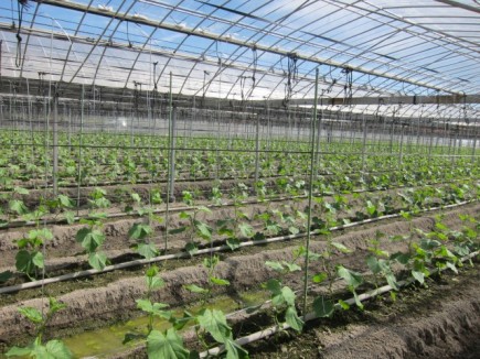 �摜(435x326)�E�g��摜(640x480)