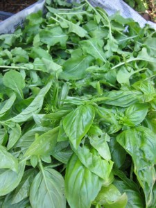 �摜(225x300)�E�g��摜(480x640)